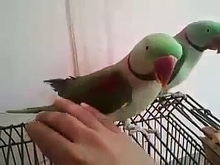 Hand Tame Talking Alexandrine Parrot