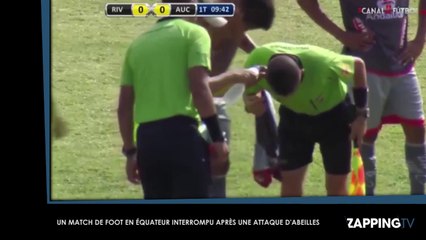 Un match de foot interrompu à cause d’une attaque d’abeilles (Vidéo)