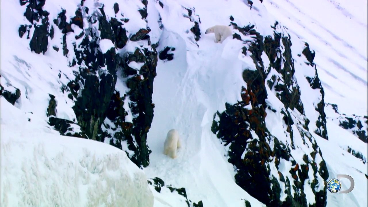A Polar Bear Battle for Love