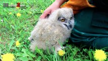 Funny Owls And Cute Owl Videos Compilation 2016