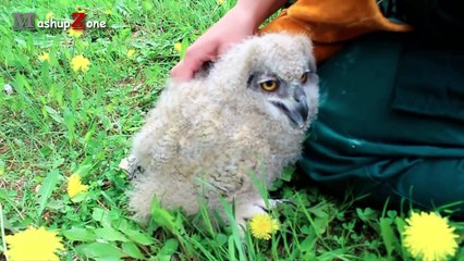 Funny Owls And Cute Owl Videos Compilation 2016