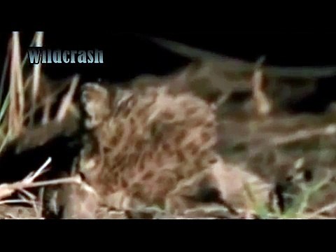 best animal video. Hyena Revenge Lion Lion Kill Hyena Cub and Hyena Kill Lion cub animals attack.