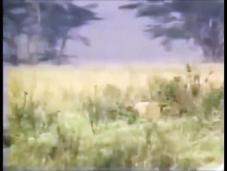 animal attack video. Group of buffalo attack Lion Day and Night animals attack. - Copy - Copy