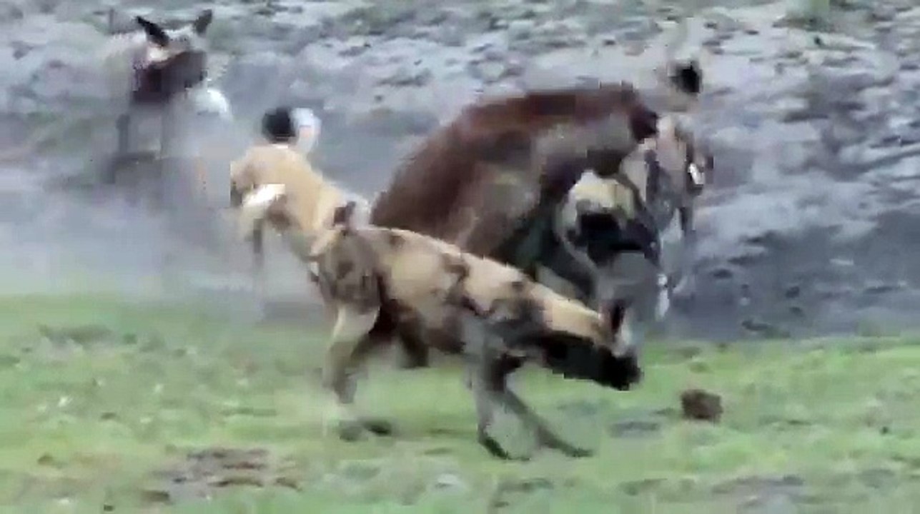 animal video. Wild Dog vs Hyena Real Fight to Death animals attack.