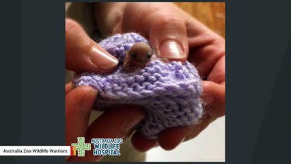 One Of The Smallest, Most-Adorable Creatures Gets Treated At Australian Sanctuary