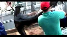 Video Clip Shark