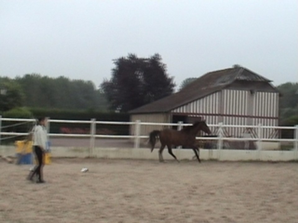Saut 3 oxer q