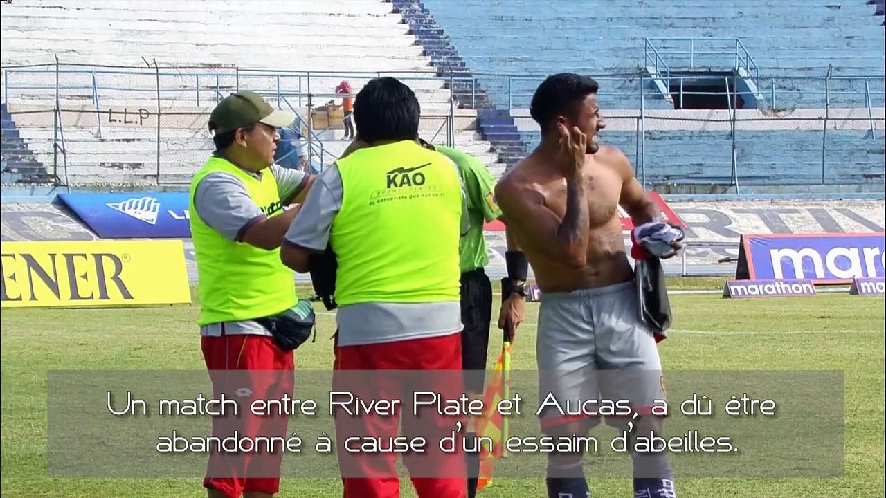Des abeilles attaquent un match de foot !