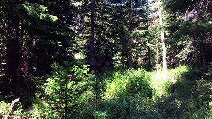 Grand Teton/ Yellowstone: Where the wild things are