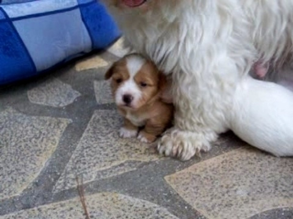 chiot