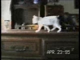 Les Chats : Une Histoire Incroyable à Ne Pas Manquer 🐱