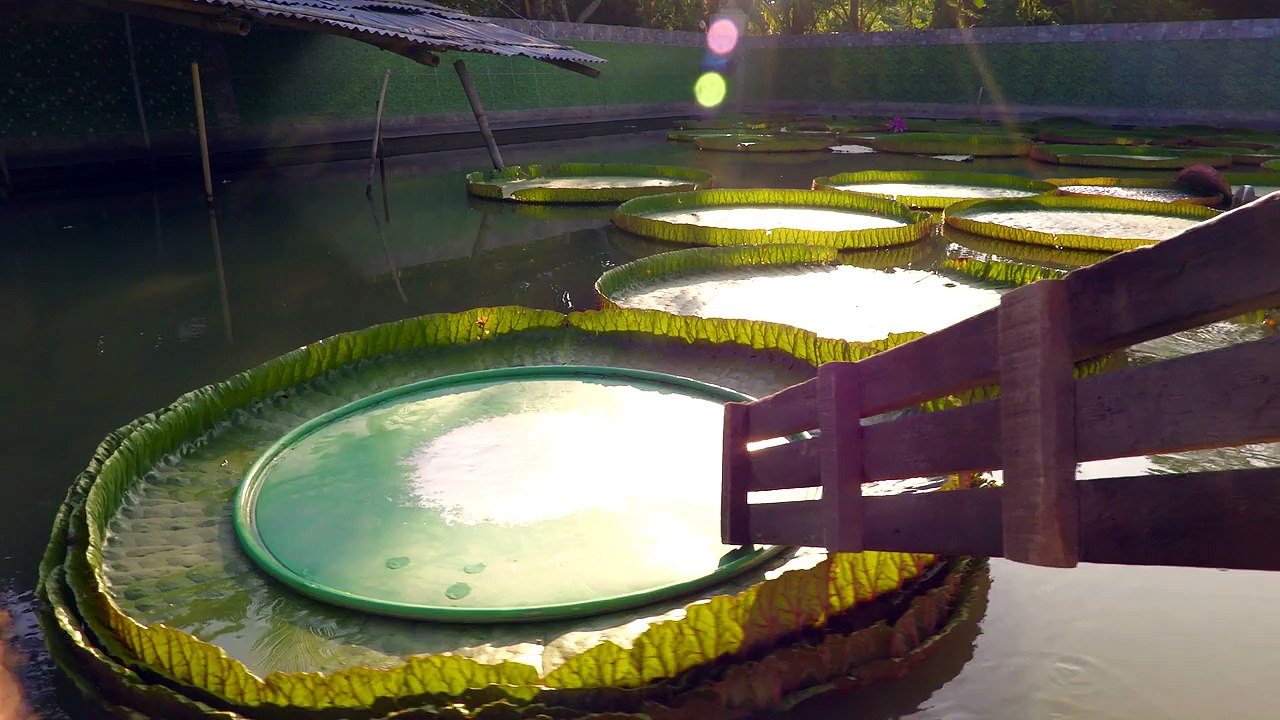 Life on the Mekong Delta (2016)