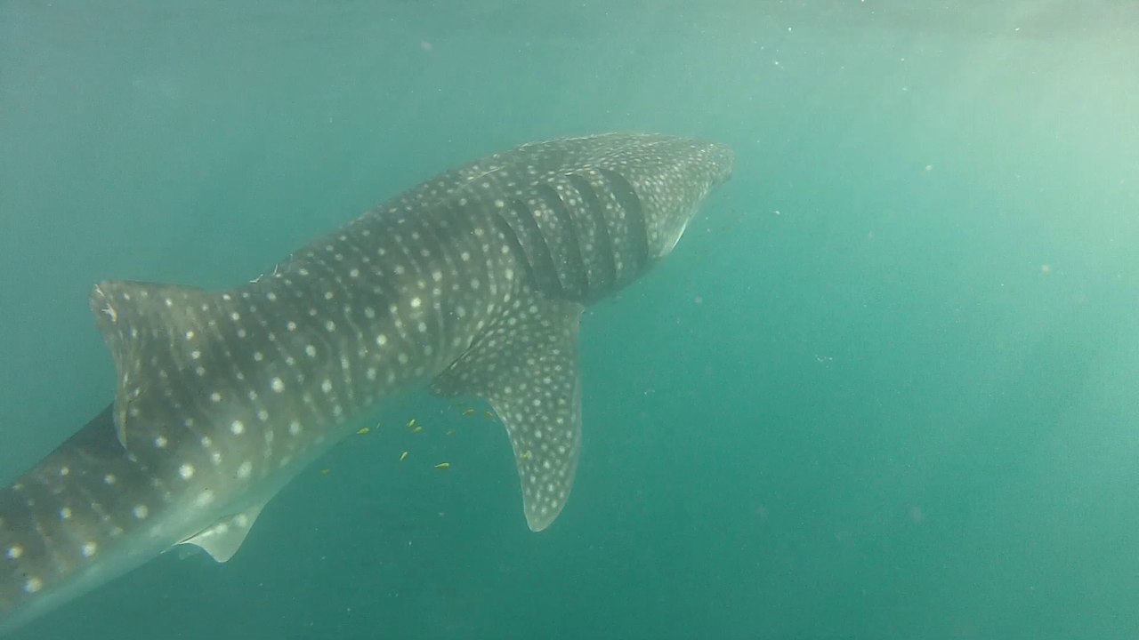 2013_12_22 Djibouti Enola requins baleine HD