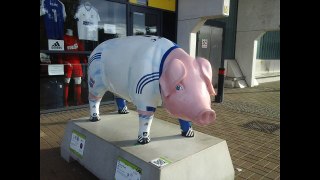 Ipswich Town - Pigs