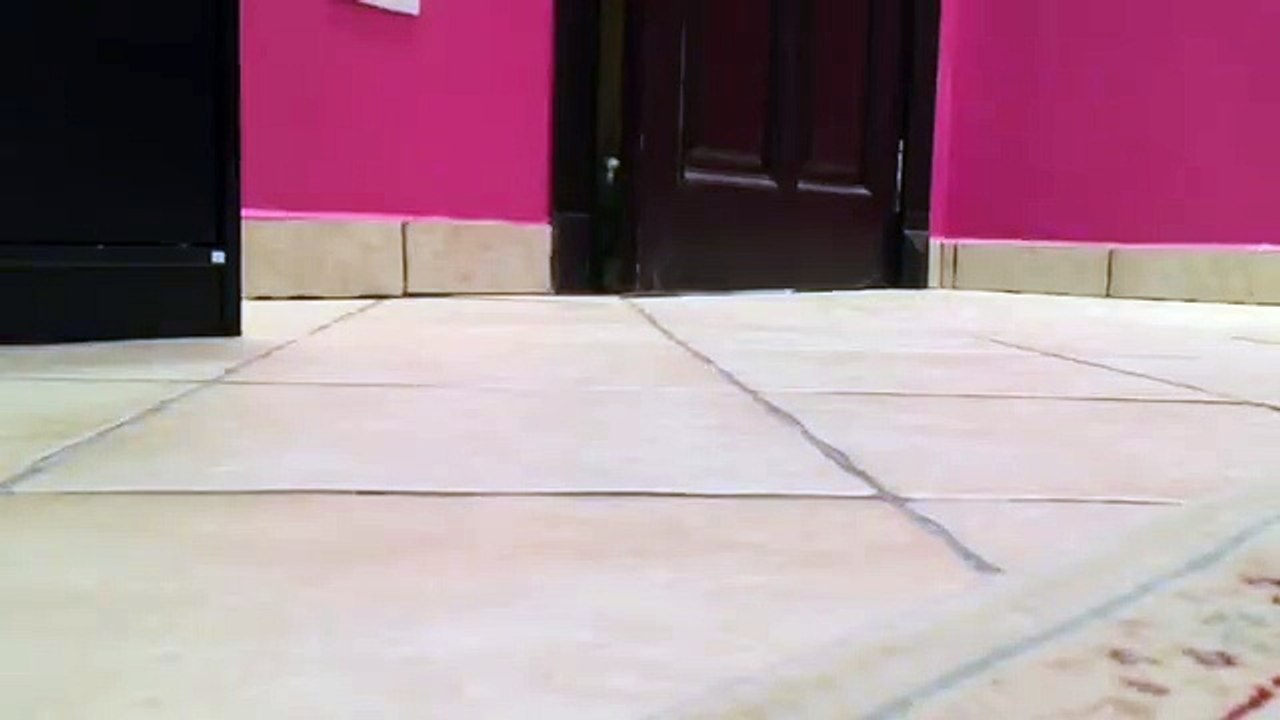 Laughing Parrot!