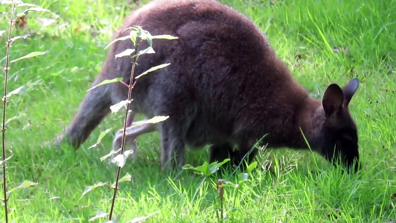 Cette maman Wallaby a mis au monde un bébé albinos