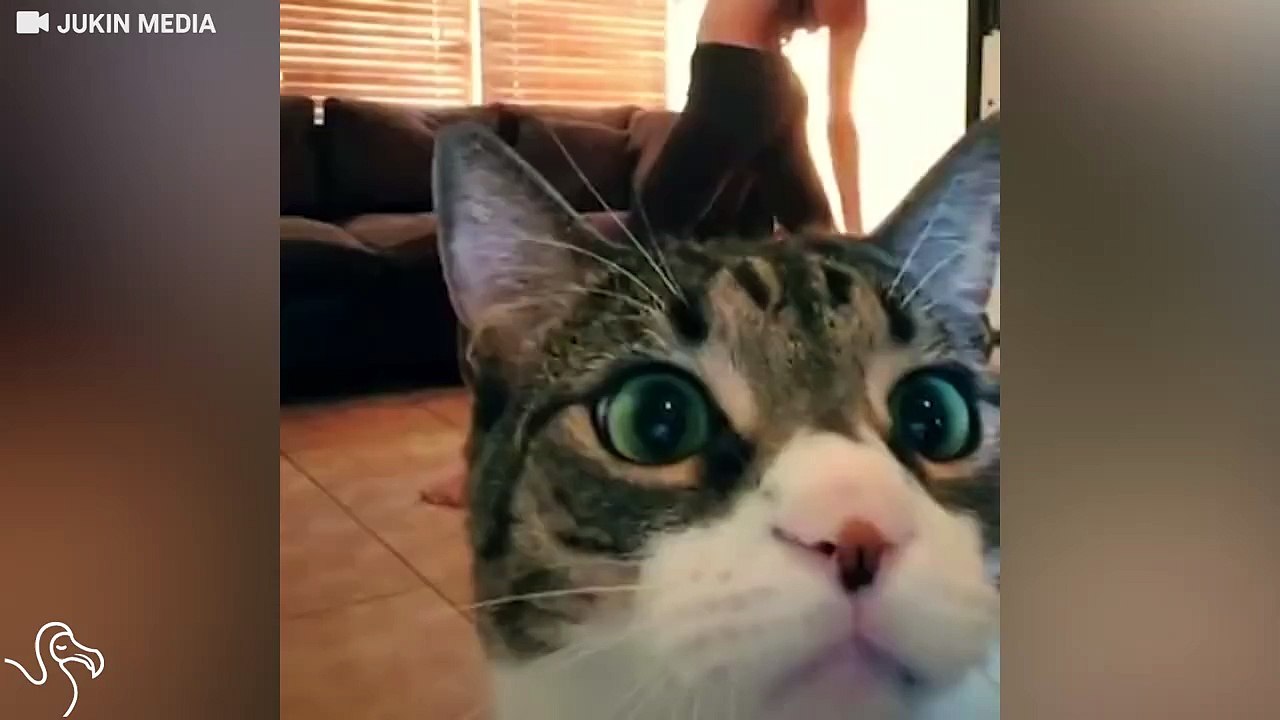 Des chats qui aiment le Yoga.. Et surtout embeter leur maitresse - Compilation