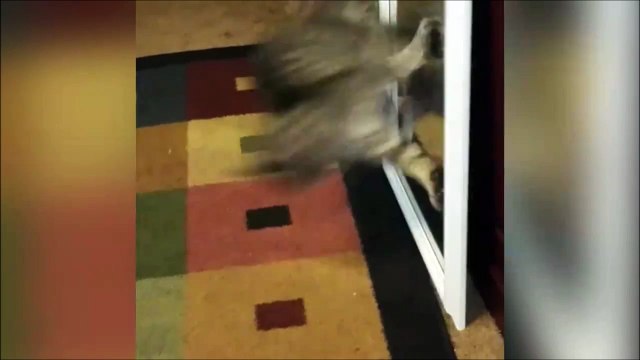 Ce chat devient fou et attaque le miroir