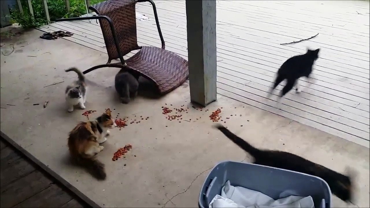 Chats VS sirène de voiture... Peur de leur vie
