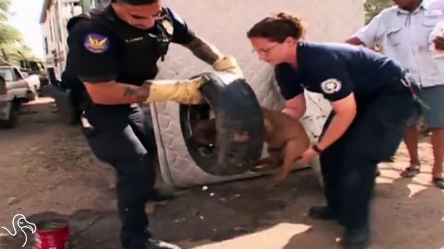 Des policiers sauvent un chiot la tête coincée dans une jante