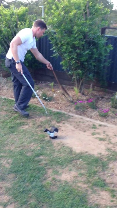 Un serpent brun très venimeux capturé dans un jardin aux USA