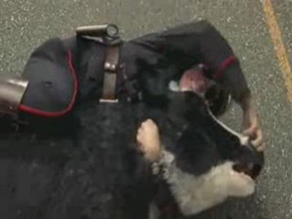 Jim carrey et la Vache