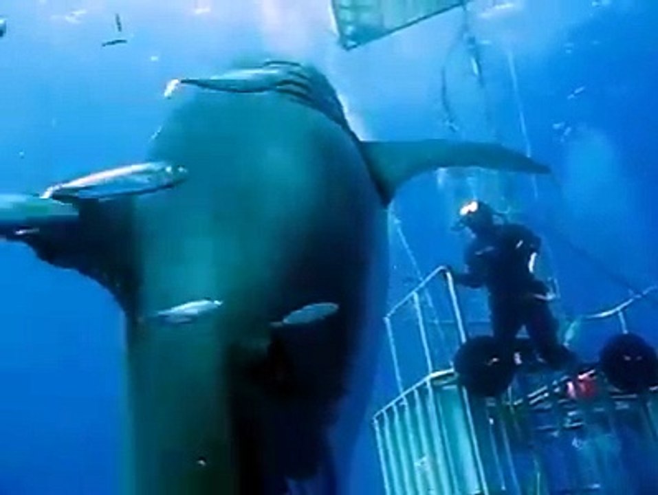 Le plus gros requin blanc jamais filmé au large des côtes Mexicaines