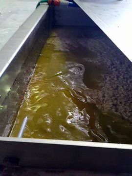 Processing Extra Virgin Olive Oil by Varapodio Estate 2016