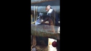 Monkey beats newspaper at Indiana Zoo