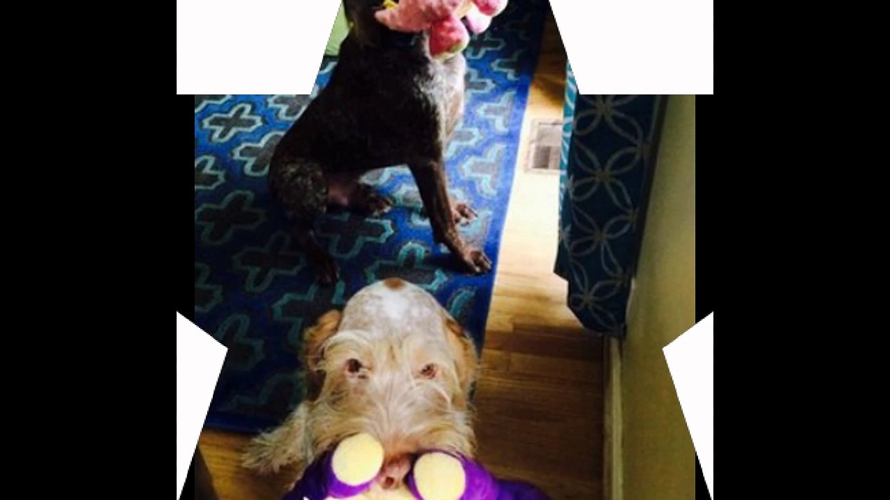 Dog Daycare Oceanside