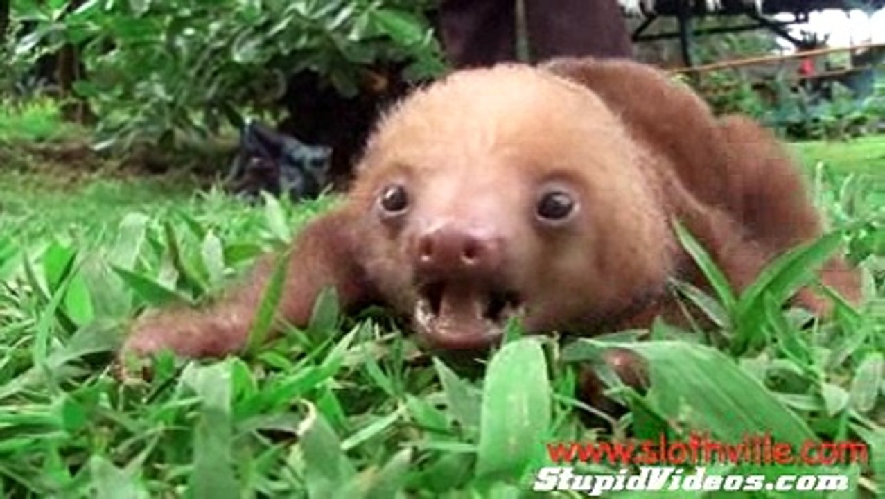 Squeaking Sloths