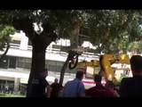 Aversa (CE) - Parco Pozzi, topi avvistati sulle querce: cittadini allertano il Comune (18.07.16)