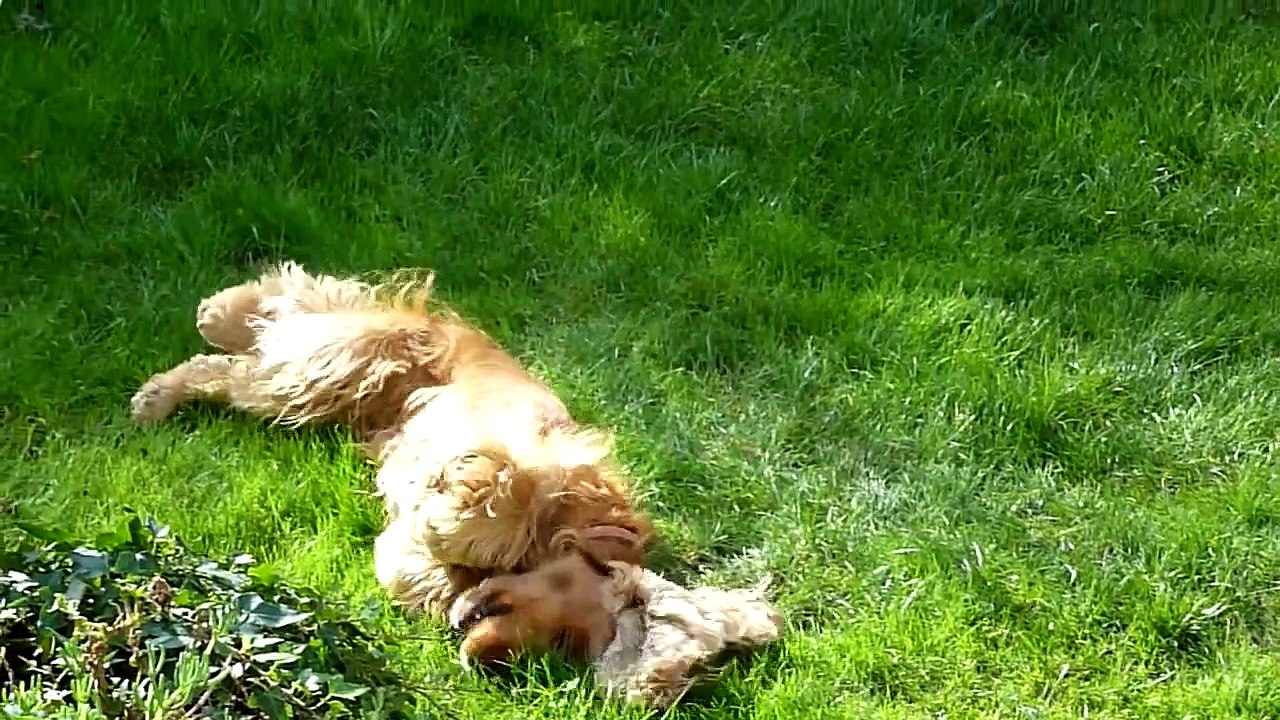 English Cocker Spaniel