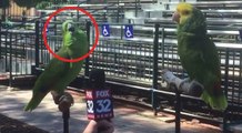 O jornalista decidiu entrevistar dois papagaios... O que este papagaio fez... Inacreditável!