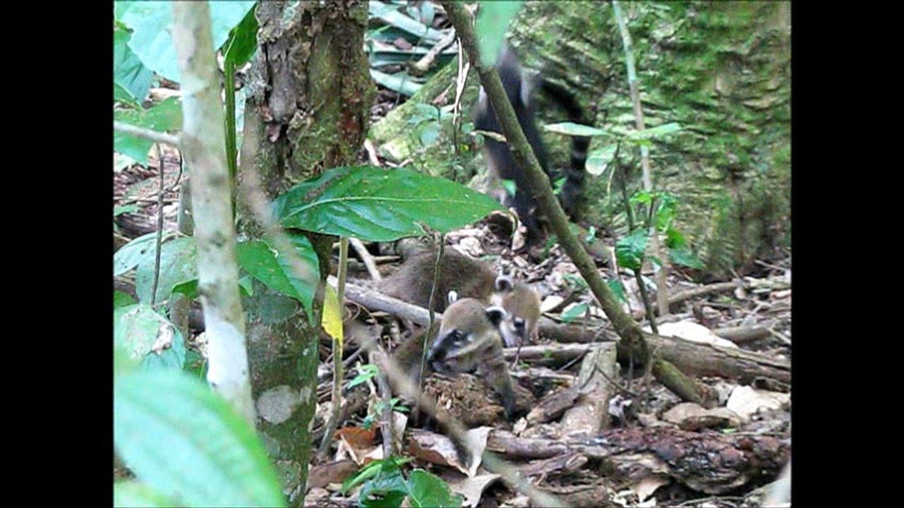 coatis et tatou