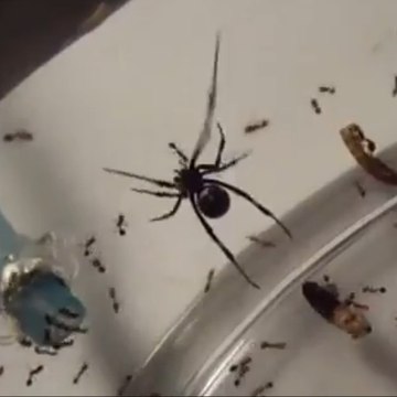Araignée Veuve Noire versus Fourmis de feu