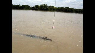 crocodile dans le nord de L'australie