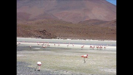flamants rose lagune