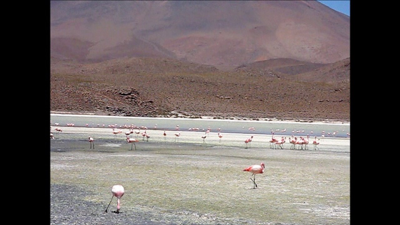 flamants rose lagune