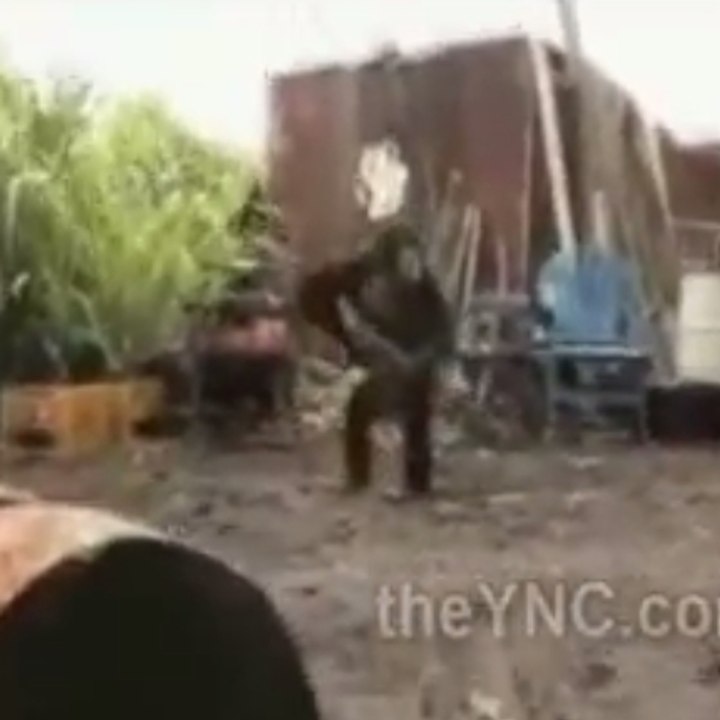 Un singe armé d'une kalashnikov fait peur à des soldats