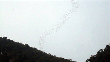 chauves souris au gunung mulu en Malaisie