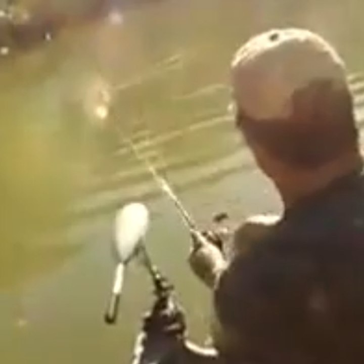 Un poisson est déchiqueté en un clin d'oeil