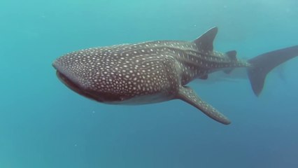 Une jolie fille nage avec des requins baleines