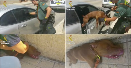 Polícia parte vidro de carro para salvar cão prestes a sufocar