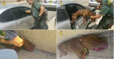 Polícia parte vidro de carro para salvar cão prestes a sufocar