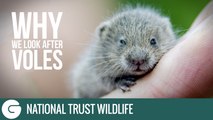National Trust Wildlife: Why we look after Voles