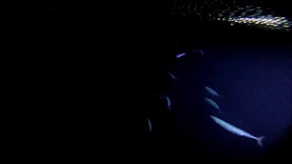 016 Haring in het donker Trek 10 vlc-record-2016-07-17-21h12m52s-GP020341.MP4-