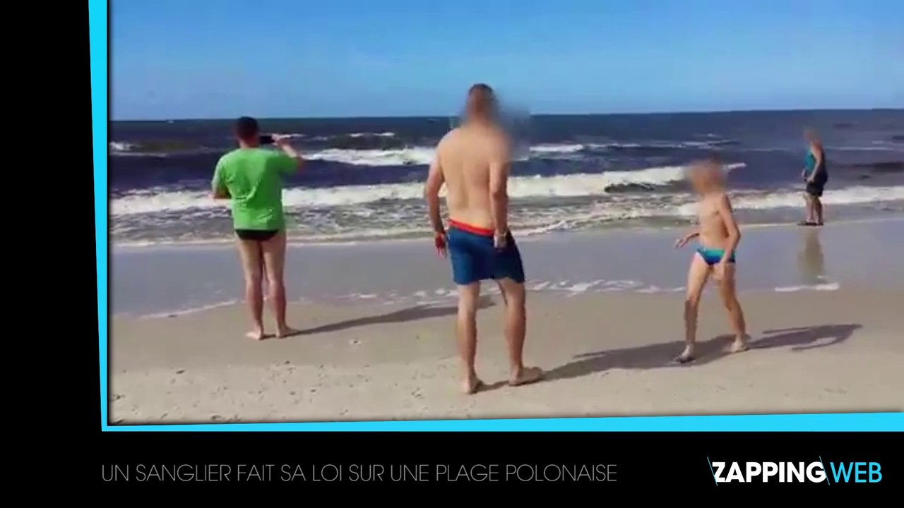 Un sanglier sème la panique sur une plage en Pologne
