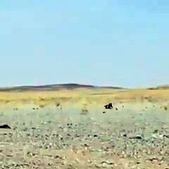 Un lézard fuit le sable brûlant