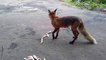 Hungry fox feasts on raw chicken feet